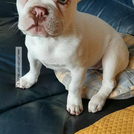 Photo 1/1 Lucien Chien lost in Congis sous therouane