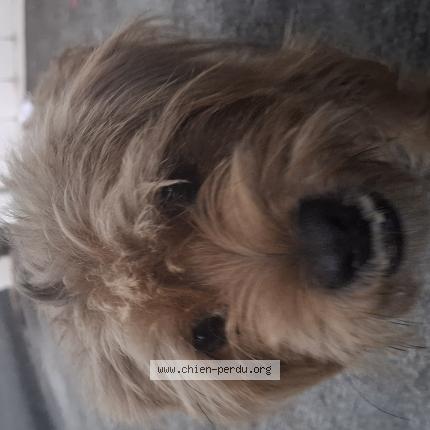 Photo 1/1 Found dog Found in La possession