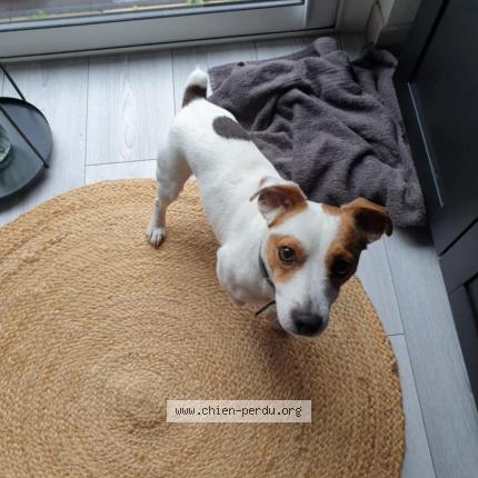 Photo 1/1 Silver Chien lost in Ozoir la ferriere