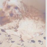 Picture of dog lost at Locoal Mendon