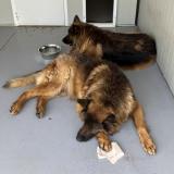 Picture of dog found at Roubaix