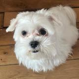 Picture of dog lost at Paris