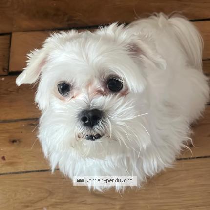 Photo 1/1 Coco Chien lost in Paris