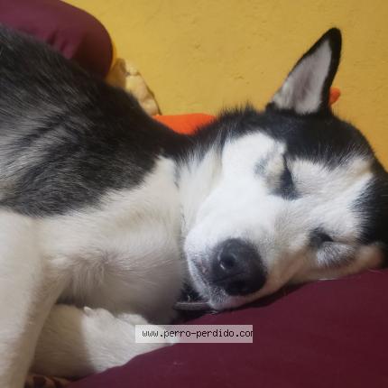 Photo 1/1 Found dog Found in Bogota