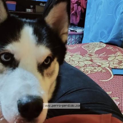 Photo 1/1 Found dog Found in Bogota