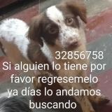 Picture of dog lost at Tegucigalpa
