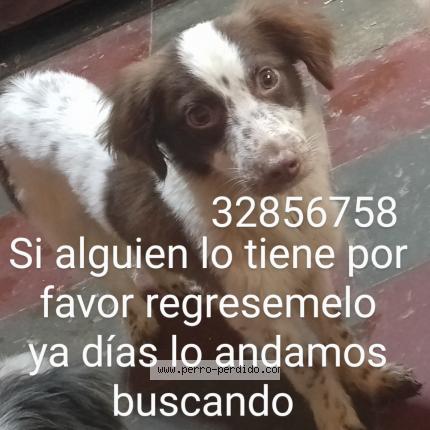Photo 1/1 Manchas Chien lost in Tegucigalpa