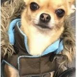 Picture of dog lost at Saint Ouen