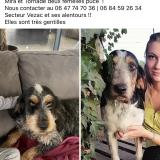 Picture of dog lost at Vezac