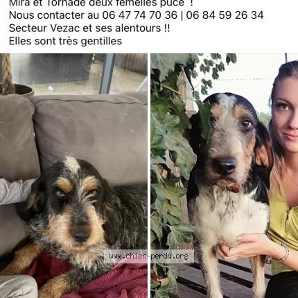 Photo 1/1 Mira Chien lost in Vezac