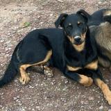 Picture of dog lost at Mauron