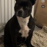 Picture of dog lost at Reze