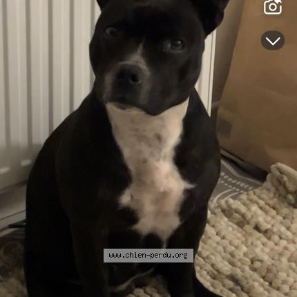 Photo 1/2 Ruby Chien lost in Reze