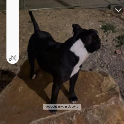 Photo 2/2 Ruby Chien lost in Reze