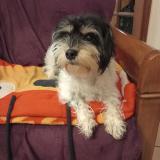 Picture of dog lost at Malzeville