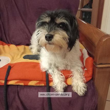 Photo 1/1 Touka Chien lost in Malzeville