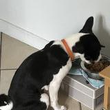 Picture of dog lost at Eglise Neuve De Vergt