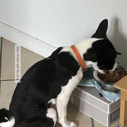 Photo 1/1 Vikia Chien lost in Eglise neuve de vergt