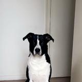 Picture of dog lost at Bourges