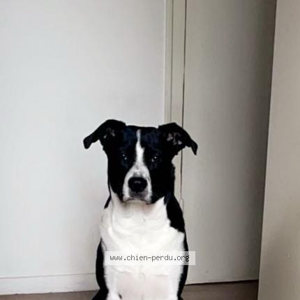 Photo 1/1 Scooby Chien lost in Bourges