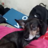 Picture of dog lost at Cherbourg Octeville