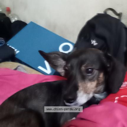 Photo 3/3 Loulou Chien lost in Cherbourg octeville