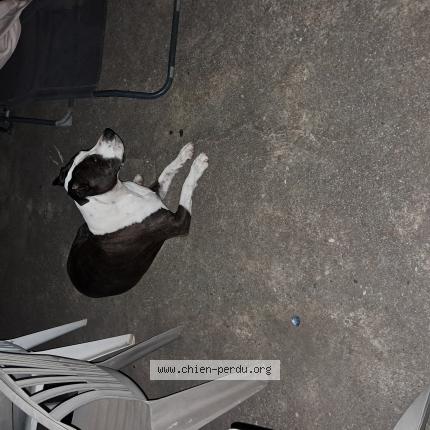 Photo 1/1 Found dog Found in Mas blanc des alpilles