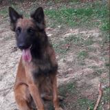 Picture of dog lost at Anglet