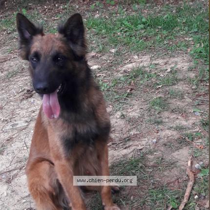 Photo 1/1 Jaguar Chien lost in Anglet