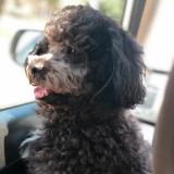 Picture of dog lost at Tegucigalpa