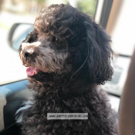 Photo 1/1 Blacky Chien lost in Tegucigalpa