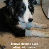 Picture of dog found at St Just En Chevalet