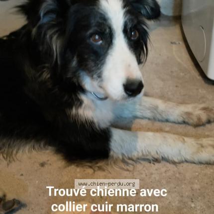 Photo 1/1 Found dog Found in St just en chevalet