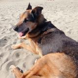 Picture of dog lost at Montespan