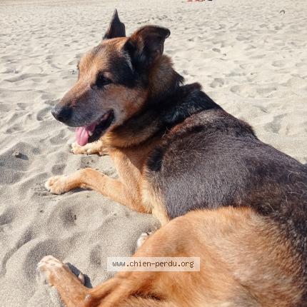 Photo 1/1 Titi Chien lost in Montespan