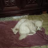 Picture of dog lost at Plabennec