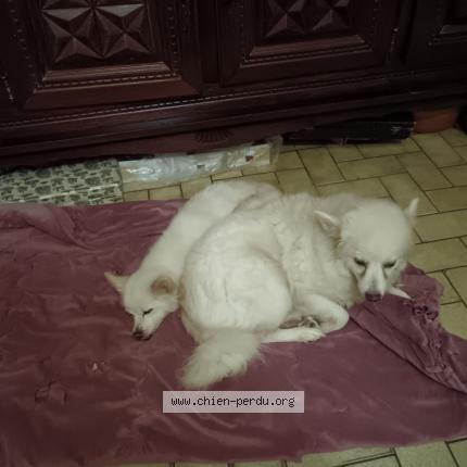 Photo 1/1 Princesse Chien lost in Plabennec