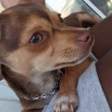 Picture of dog lost at Le Moule