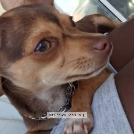 Photo 1/1 Dede Chien lost in Le moule