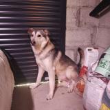 Picture of dog lost at St Thomas La Garde