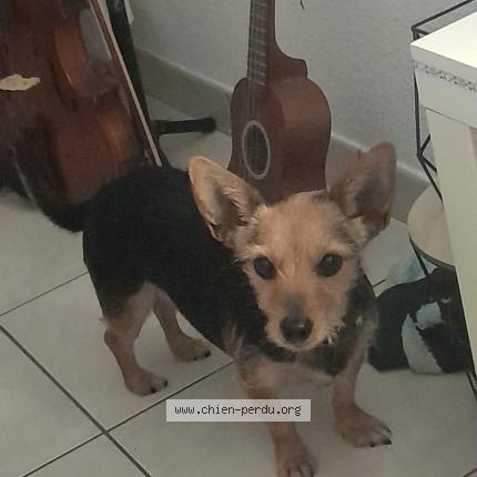 Photo 1/1 Zo&eacute; Chien lost in La tour du crieu
