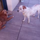 Picture of dog found at Fourneville