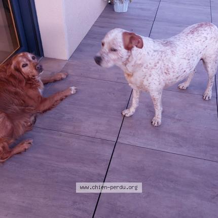 Photo 1/1 Found dog Found in Fourneville