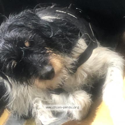 Photo 1/1 Found dog Found in Embrun