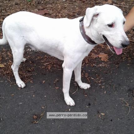 Photo 1/1 Found dog Found in Panama