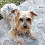 Picture of dog lost at Guatemala