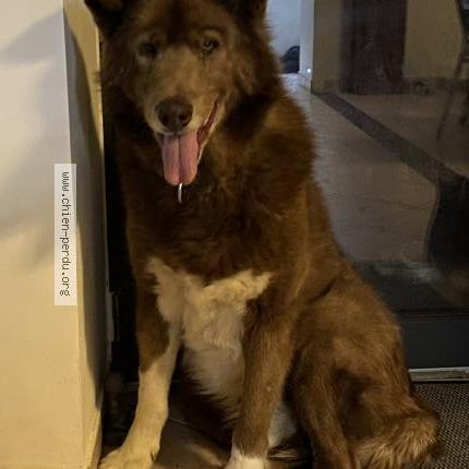 Photo 1/1 Balto Chien lost in Loriol sur drome