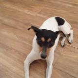 Picture of dog lost at Jerez De La Frontera