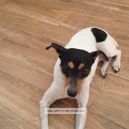 Photo 1/1 Manchita Chien lost in Jerez de la frontera