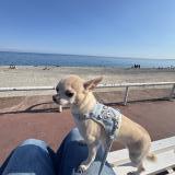 Picture of dog lost at Nice